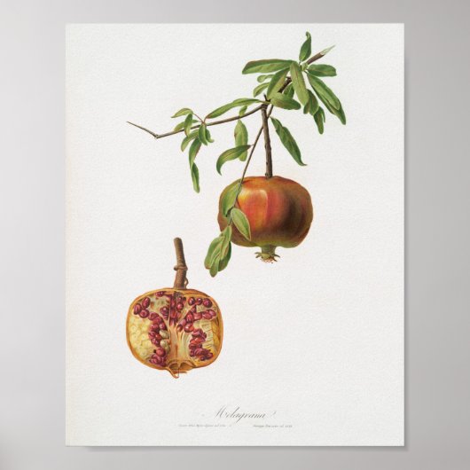  botanische illustratie poster (Voorkant)