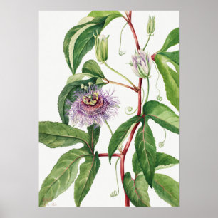  botanische illustratie poster