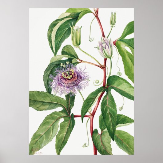  botanische illustratie poster (Voorkant)