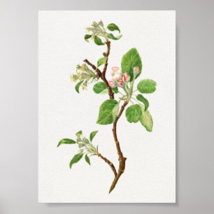  botanische illustratie poster