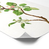  botanische illustratie poster (Hoek)