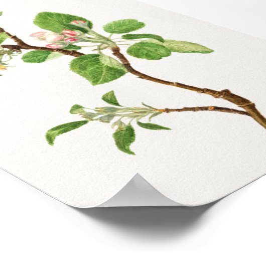  botanische illustratie poster (Hoek)