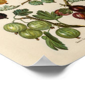  botanische illustratie poster (Hoek)