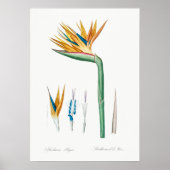  botanische illustratie poster (Voorkant)
