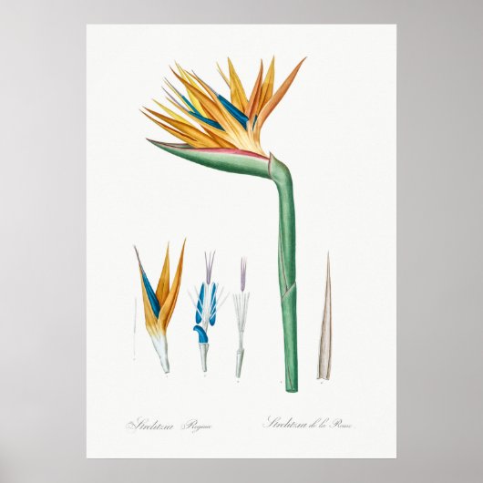  botanische illustratie poster (Voorkant)