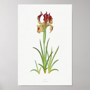  botanische illustratie poster