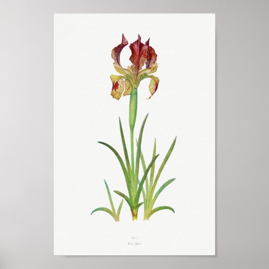  botanische illustratie poster (Voorkant)