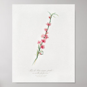  botanische illustratie poster