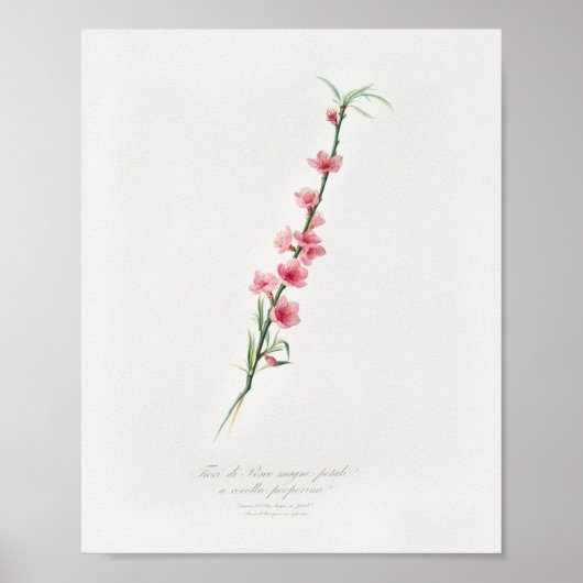  botanische illustratie poster (Voorkant)