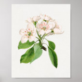 botanische illustratie poster (Voorkant)