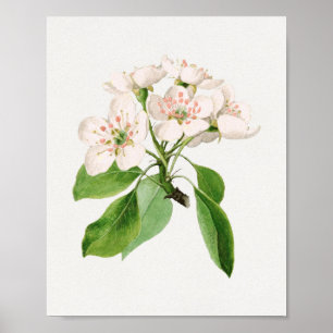 botanische illustratie poster