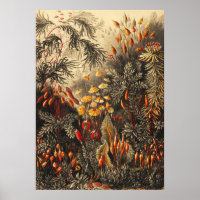  botanische illustratie