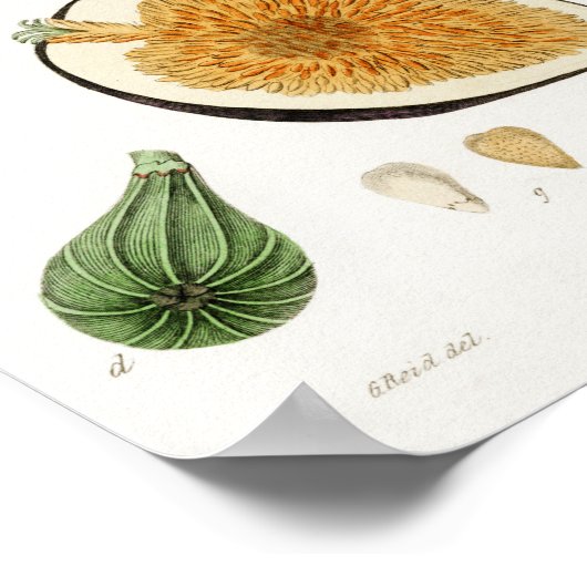  botanische illustratie poster (Hoek)