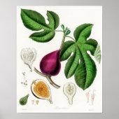 botanische illustratie poster (Voorkant)
