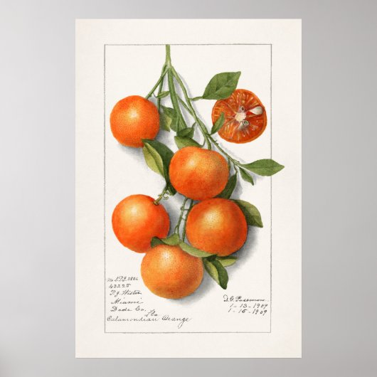  botanische illustratie poster (Voorkant)