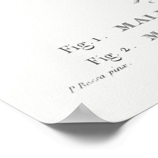  botanische illustratie poster (Hoek)