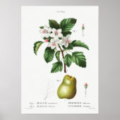 botanische illustratie poster (Voorkant)
