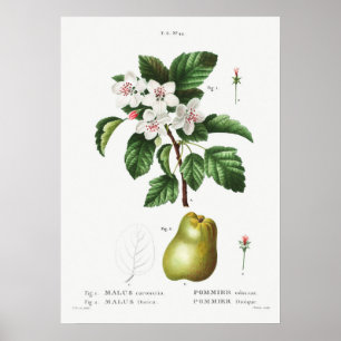  botanische illustratie poster