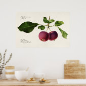 botanische illustratie poster (Keuken)