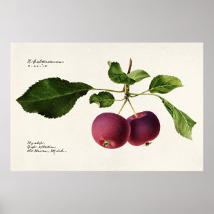 botanische illustratie poster
