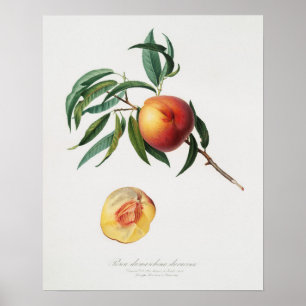  botanische illustratie poster