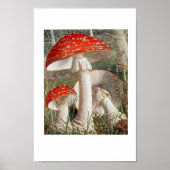 botanische illustratie poster (Voorkant)