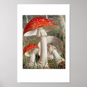  botanische illustratie poster