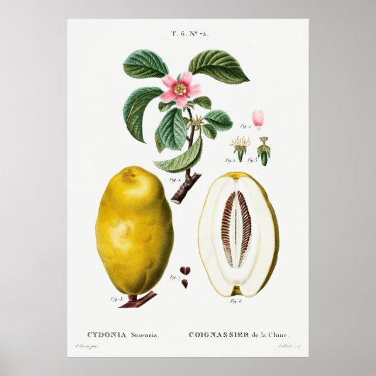  botanische illustratie poster (Voorkant)