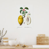  botanische illustratie poster (Keuken)