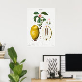  botanische illustratie poster (Thuiskantoor)