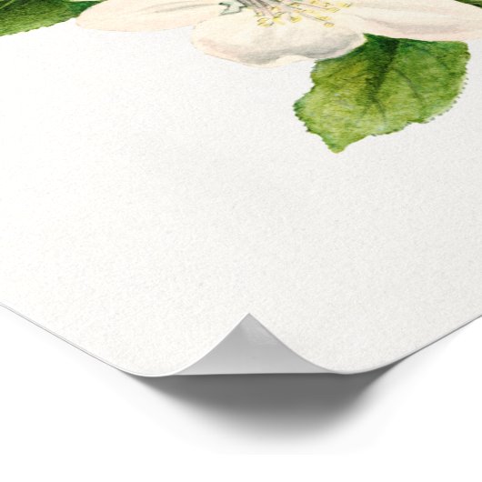  botanische illustratie poster (Hoek)