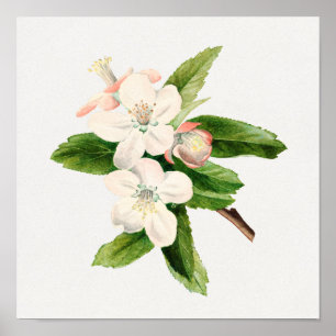 botanische illustratie poster