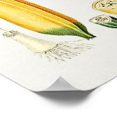 botanische illustratie poster (Hoek)