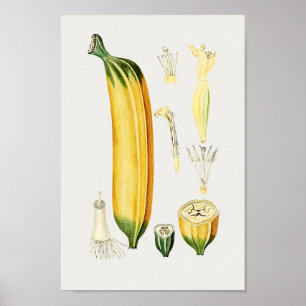  botanische illustratie poster