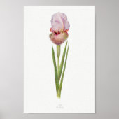 botanische illustratie poster (Voorkant)