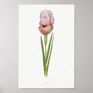 botanische illustratie poster