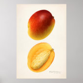 botanische illustratie poster (Voorkant)