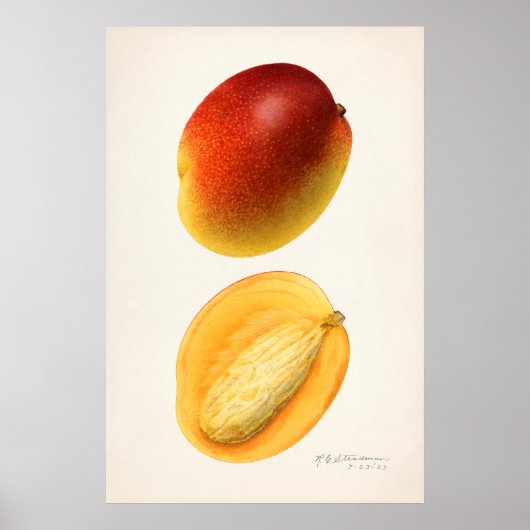  botanische illustratie poster (Voorkant)