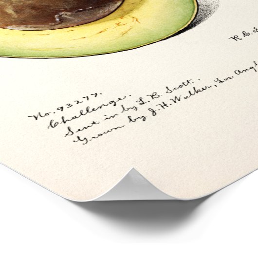  botanische illustratie poster (Hoek)