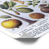  botanische illustratie poster (Hoek)