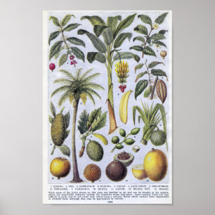  botanische illustratie poster