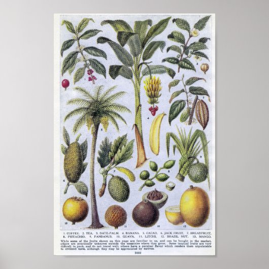  botanische illustratie poster (Voorkant)