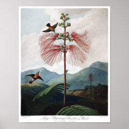 botanische illustratie poster