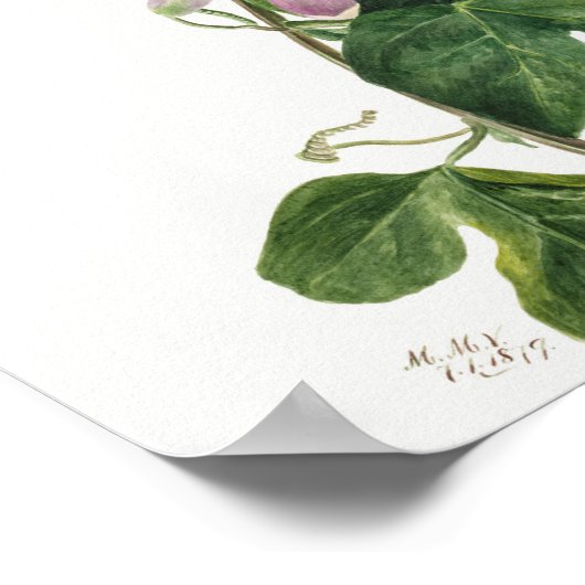  botanische illustratie poster (Hoek)