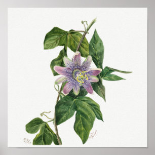  botanische illustratie poster