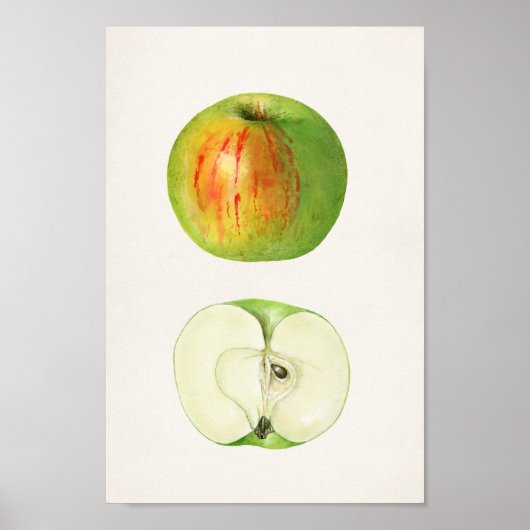 botanische illustratie poster (Voorkant)