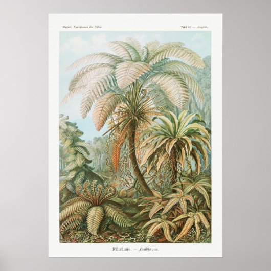  botanische illustratie poster (Voorkant)