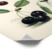  botanische illustratie poster (Hoek)