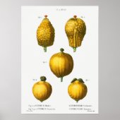 botanische illustratie poster (Voorkant)