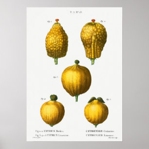  botanische illustratie poster